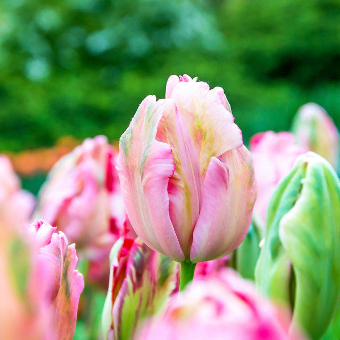 Light Pink Ruffled Fantasy Parrot Tulip