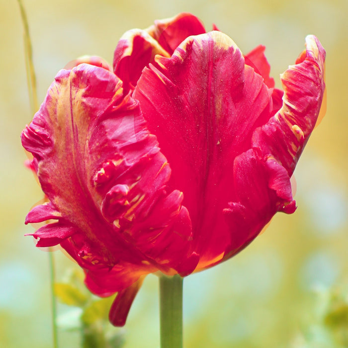 Pink Ruffle-Edged Fantasy Parrot Tulip
