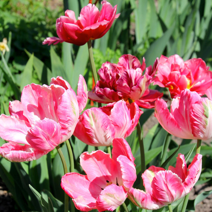Fully Bloomed Patch of Fantasy Parrot Tulips