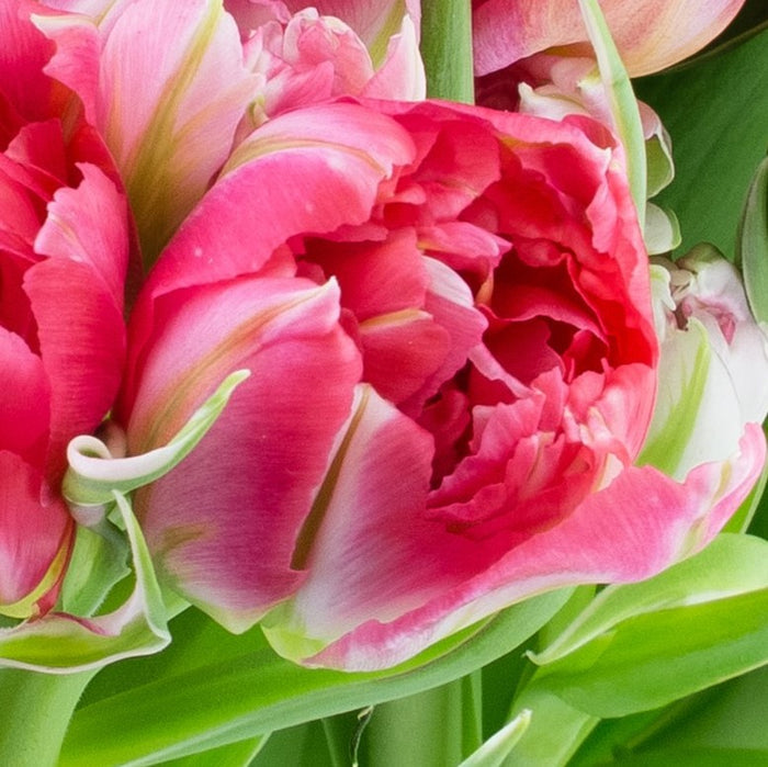 Pink Fantasy Parrot Tulip Bloom