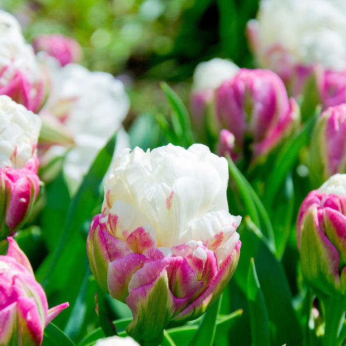 Two-Toned Uniquely Shaped Ice Cream Tulip