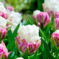 Two-Toned Uniquely Shaped Ice Cream Tulip