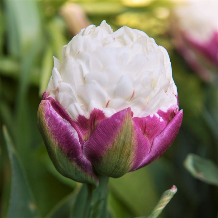 Magenta and White Ice Cream Tulip