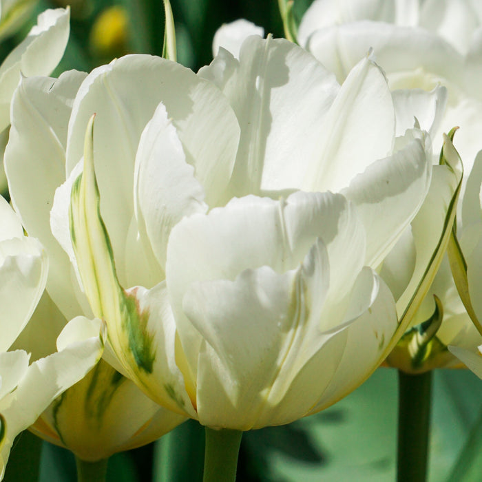 Bright Mount Tacoma Tulip