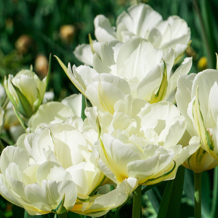 A Quartet of White Mount Tacoma Tulips