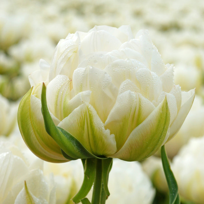 White Mount Tacoma Tulip