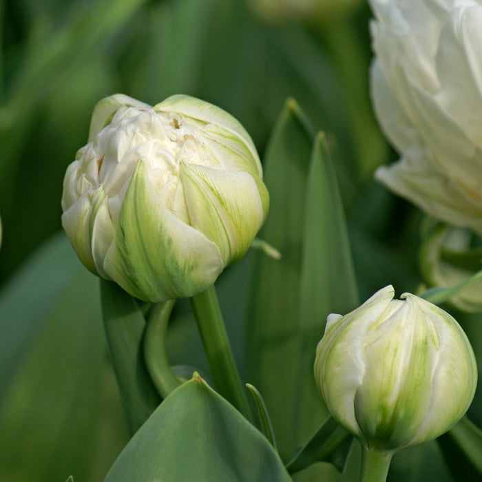 Budding Mount Tacoma Tulips