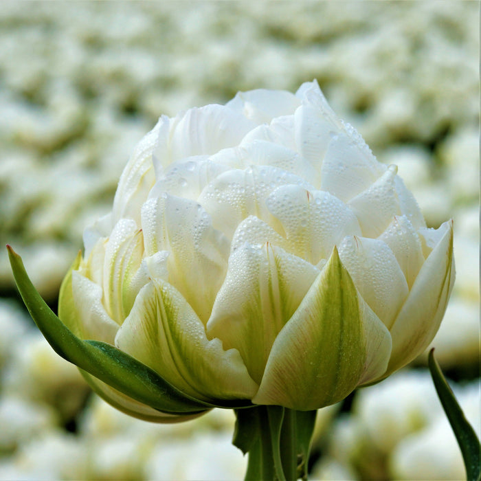 Multi-petaled Tulip Mount Tacoma