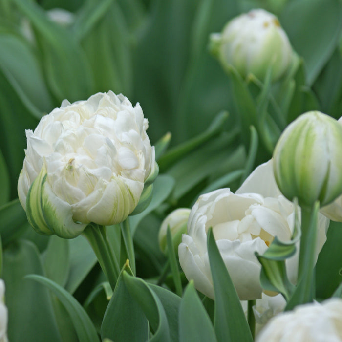 Pure White Tulip Mount Tacoma