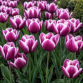Tulips blooming in grape-purple and white