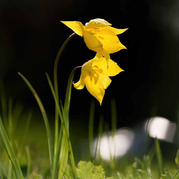 A Duo of Sunny Yellow "Sylvestris" Tulips