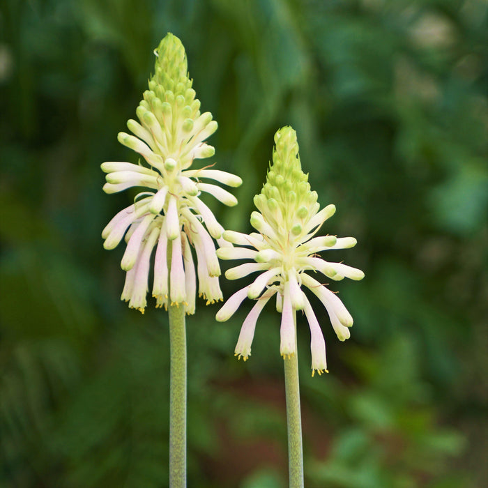 Pastel Yellow "Lemon Flame" Veltheimia Blooms