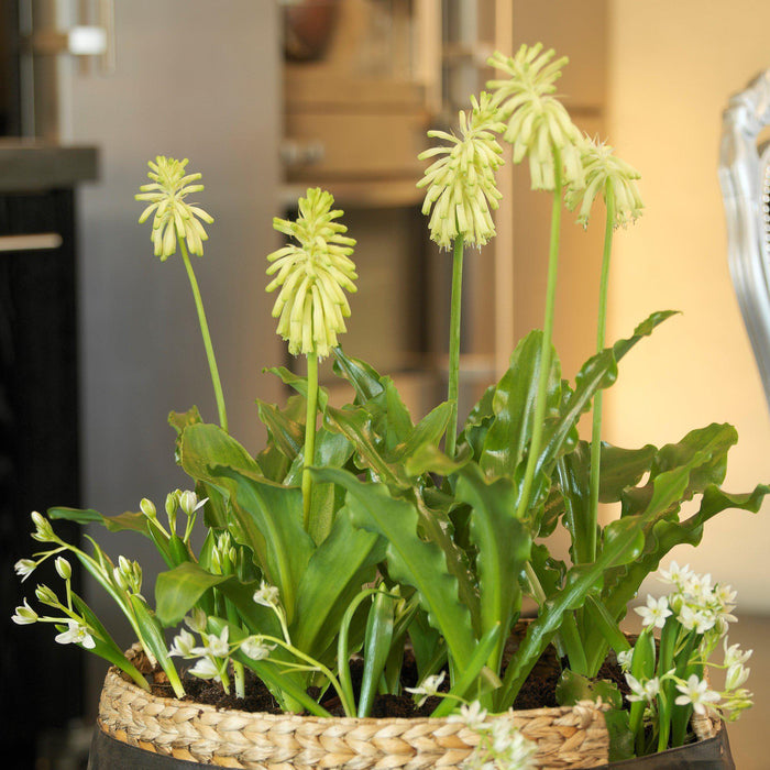 Potted Lemon Flame Veltheimia Flowers