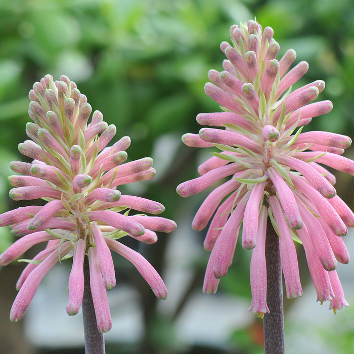 Unusually-Shaped Bracteata Veltheimia Bloom