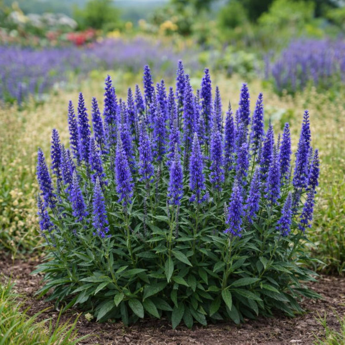 Deep blue-purple blooms of Veronica Moody Blues