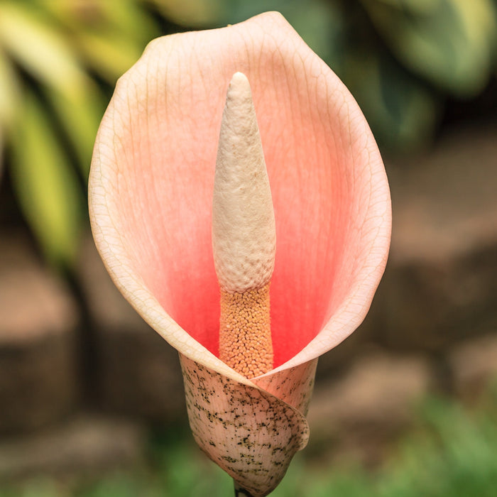 Pink Voodoo Lily flower