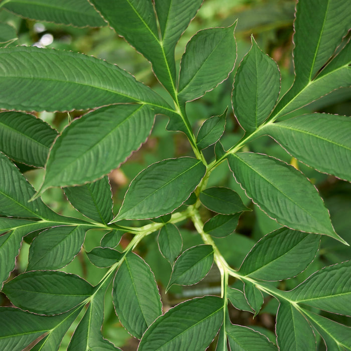 Pink Voodoo Lily bulbifer green foliage