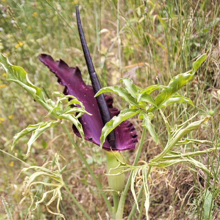 Drancunculus Vulgaris Voodoo Lily
