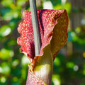 Speckled Red Sauromatum Venosum Voodoo Lily