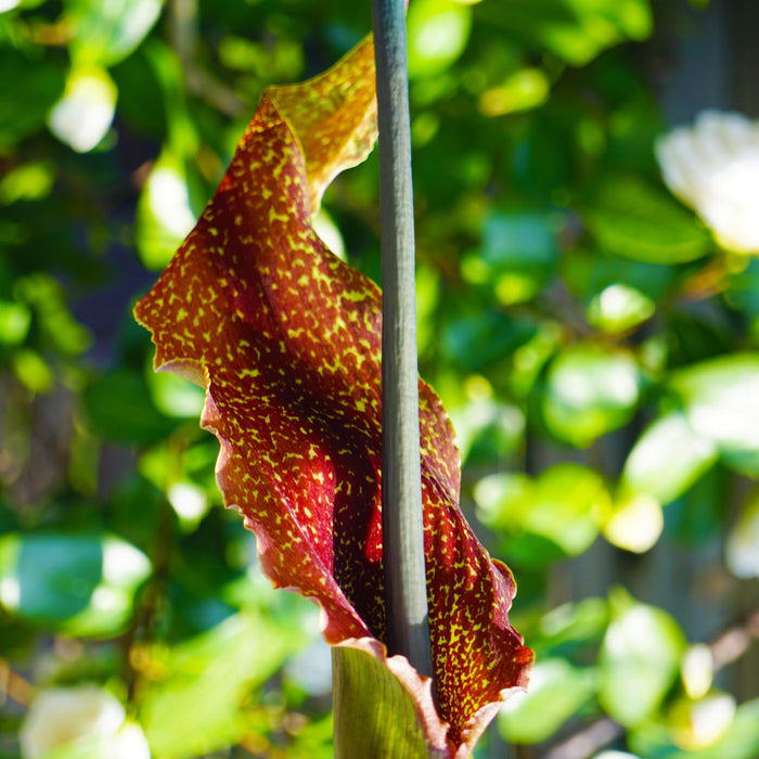 Mahogany & Green Voodoo Lily