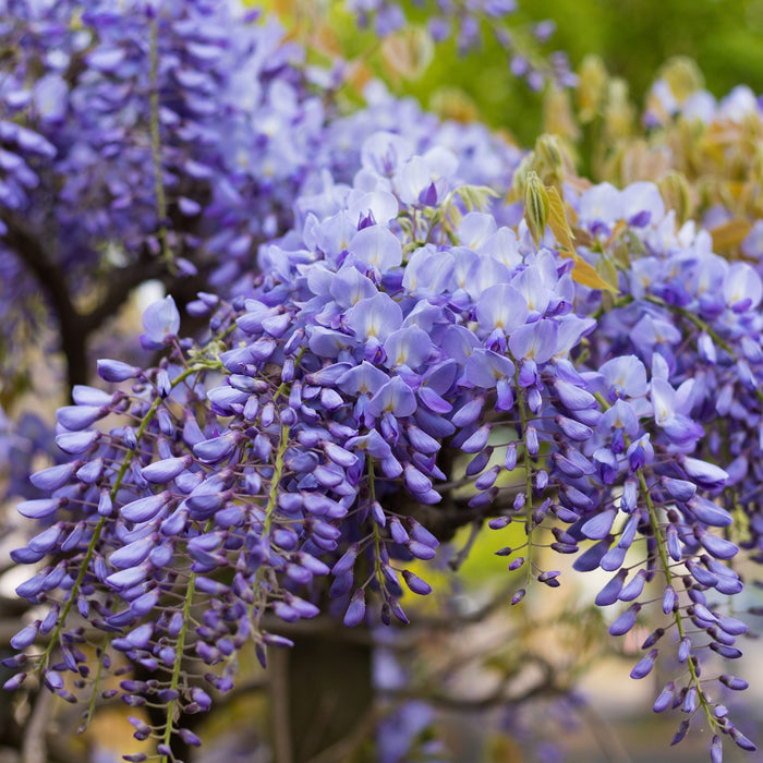 Wisteria First Editions Summer Cascade