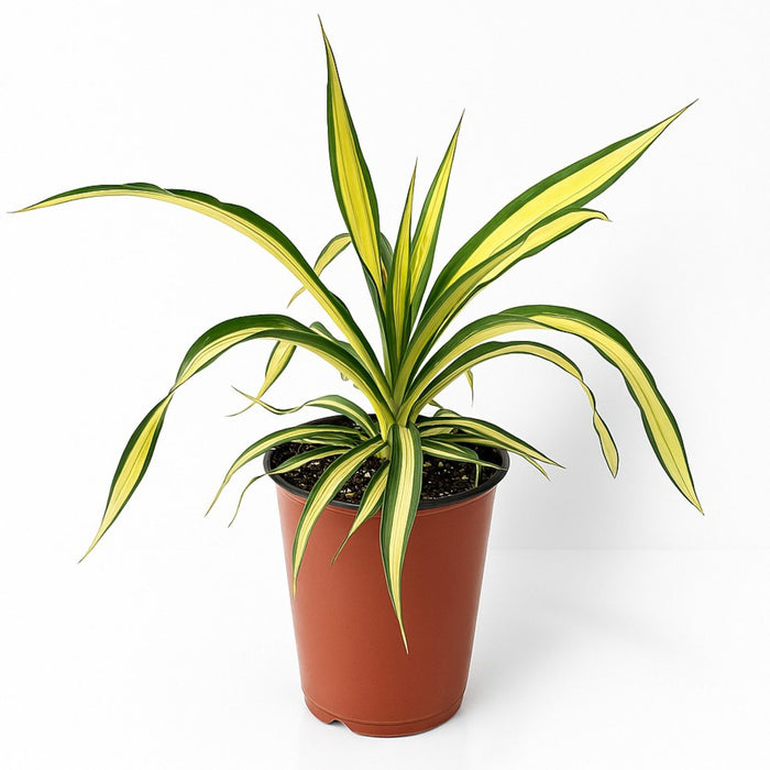 Yucca Color Guard in a Quart Pot